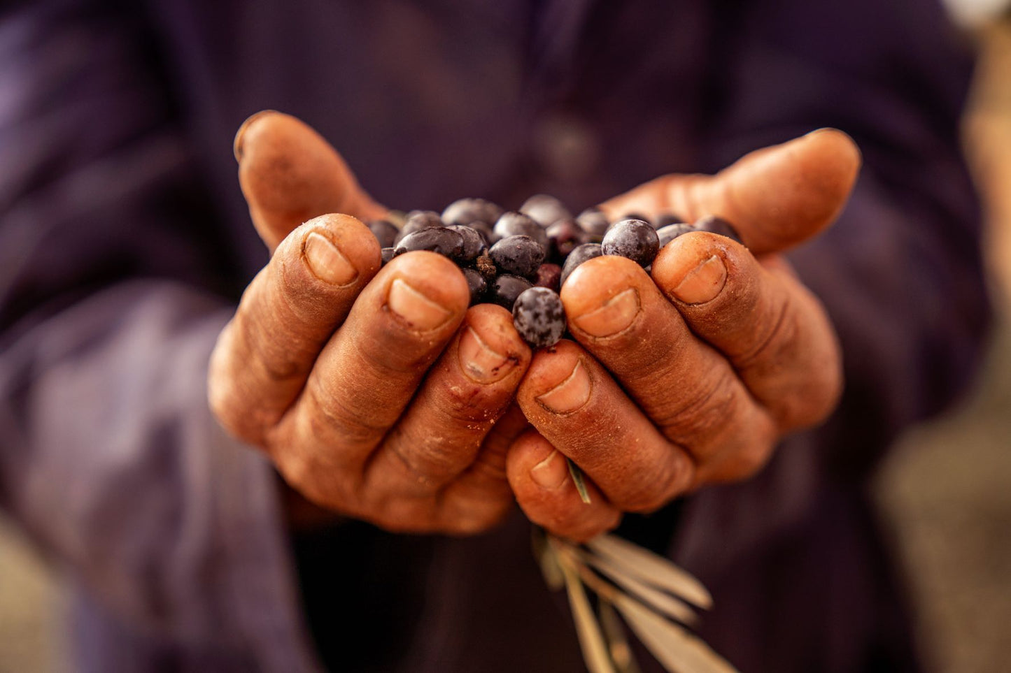 The Ultimate Guide to Olive Oil: Health Benefits, Best Types, and Daily Consumption