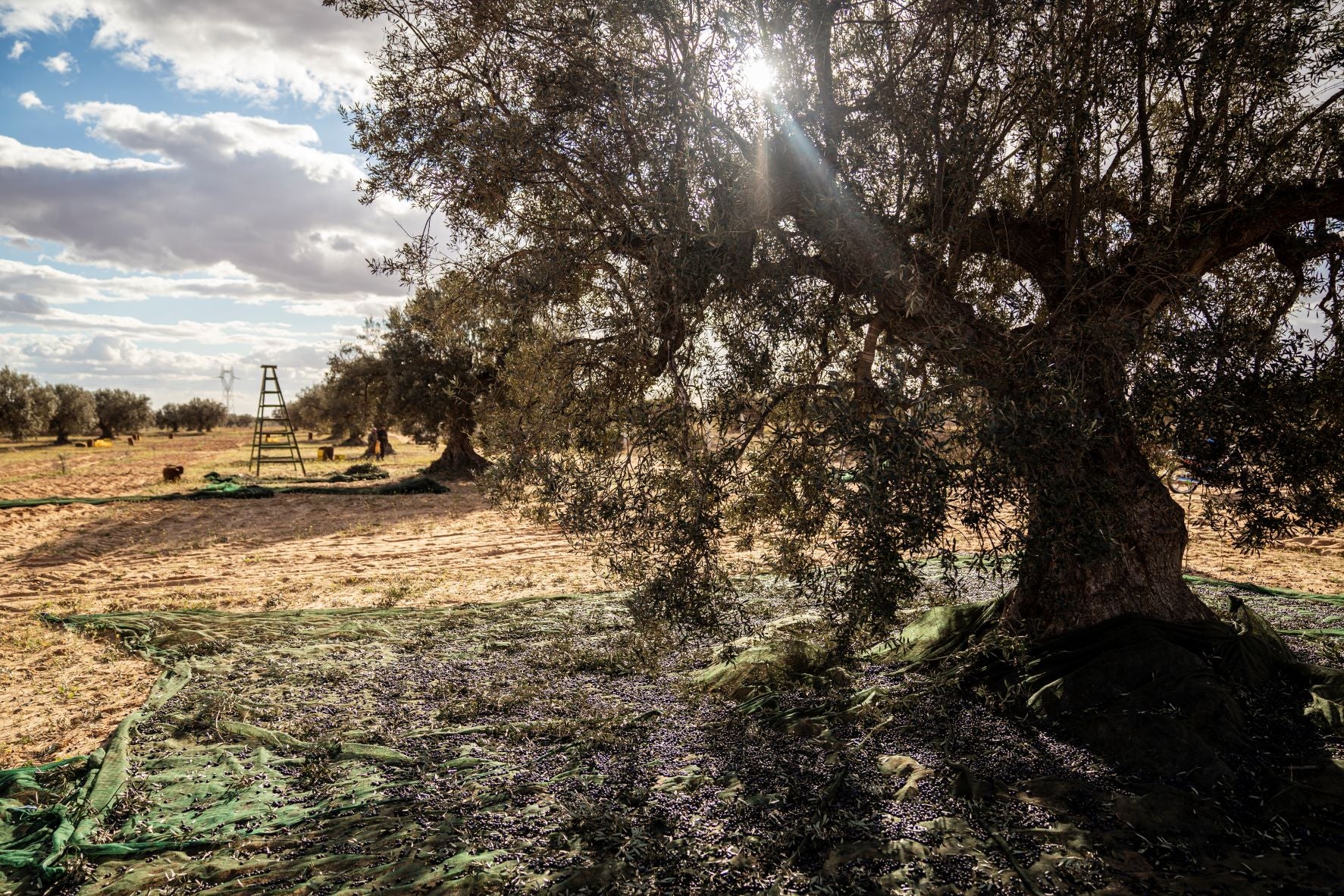 Y.S. OLIVE TREES PARADISE 4/4 ビンテージ【整備品】 Extra virgin olive oil: Its history, benefits, and some amazing