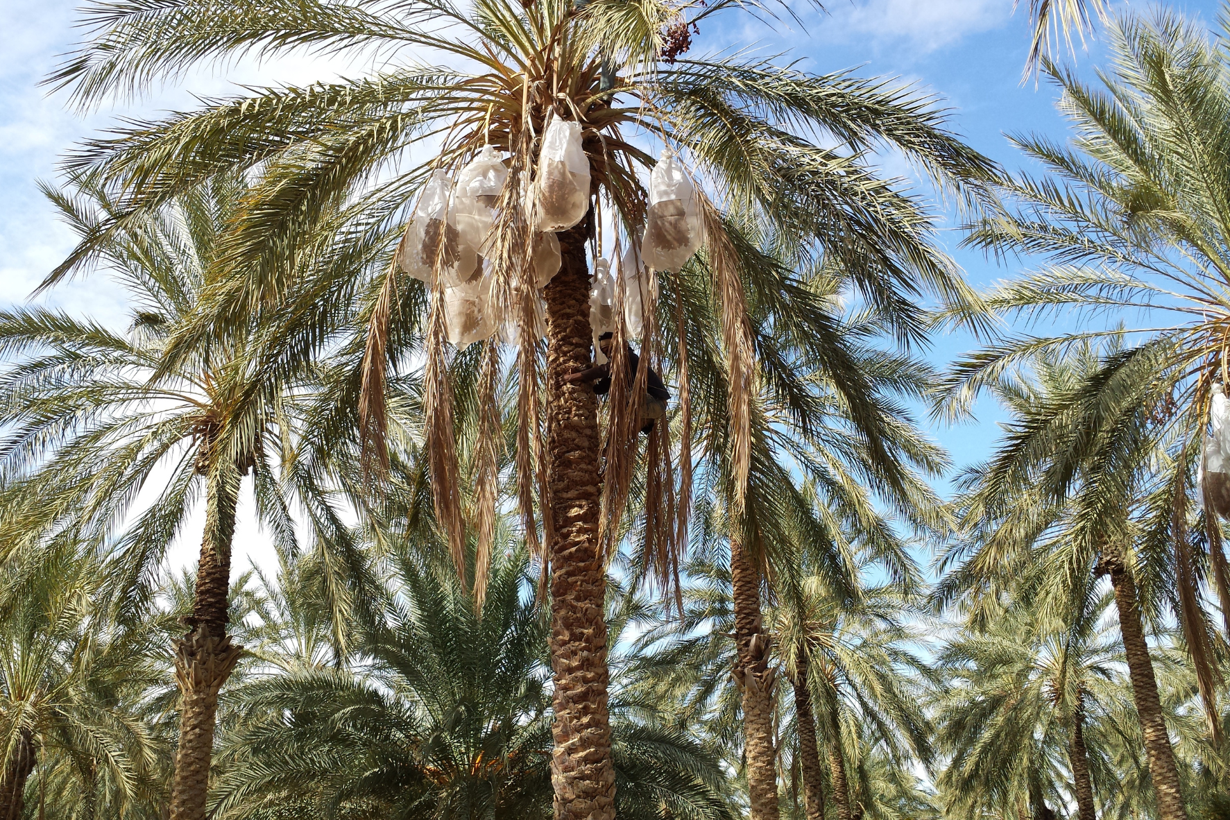 How_to_Taste_Terra_Delyssa_2.