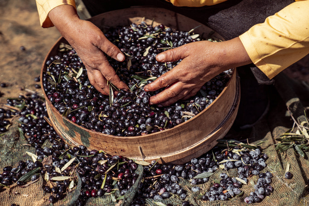 Harvest season for high quality extra virgin olive oil.
