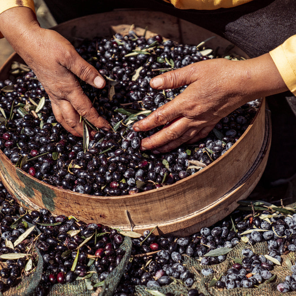Harvest season for high quality extra virgin olive oil.